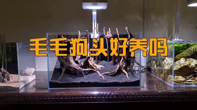 狗頭魚裸缸好還是放東西