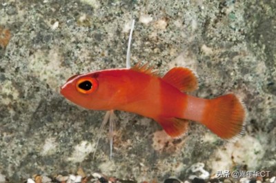 最貴的魚十大排名