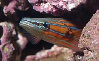 最貴的魚十大排名