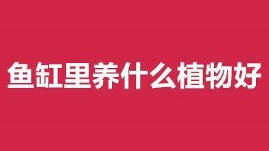 魚缸水有白霧怎么解決（如何維護魚缸白霧與光照關系減少魚缸白霧的自然方法）