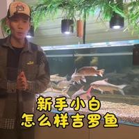 養吉羅魚要多大的魚缸