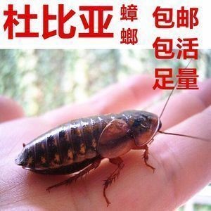 黃化銀龍魚養(yǎng)殖基地地址(黃龍魚的養(yǎng)殖技術(shù))