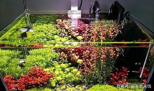 水草燈十大牌子