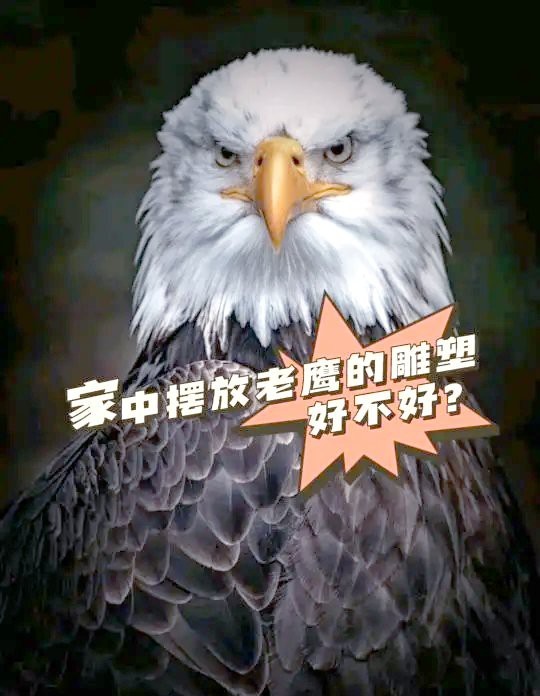 老鷹擺件最忌三個地方