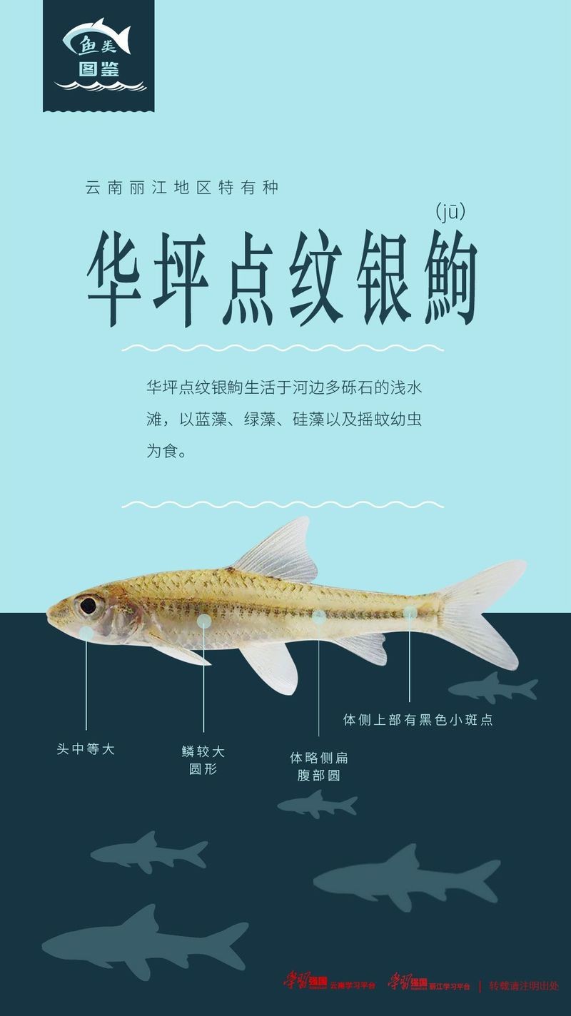 點(diǎn)紋銀鮈魚