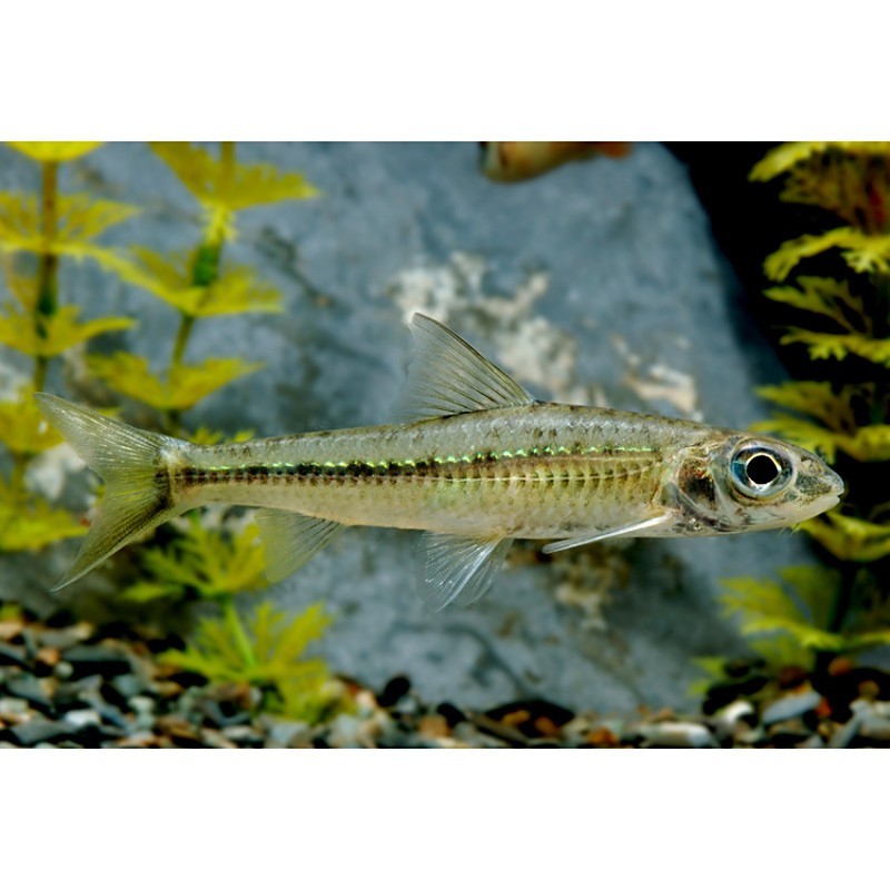 點(diǎn)紋銀鮈魚