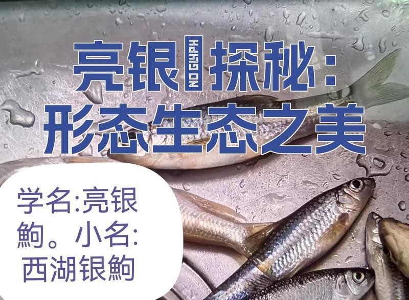 點(diǎn)紋銀鮈魚