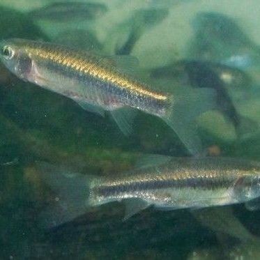 點(diǎn)紋銀鮈魚