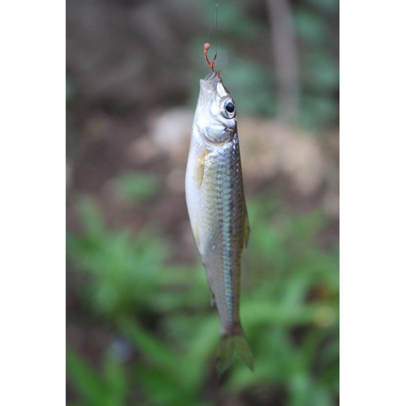 點(diǎn)紋銀鮈魚