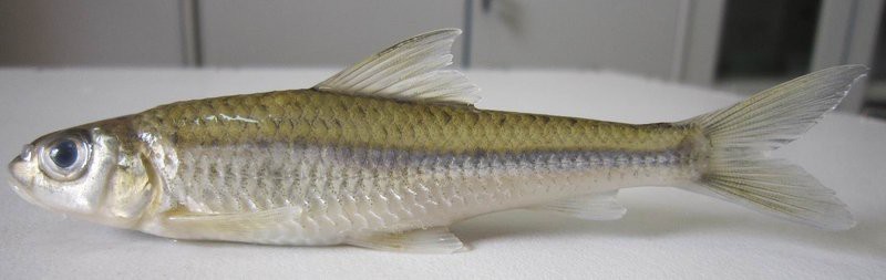 點(diǎn)紋銀鮈魚