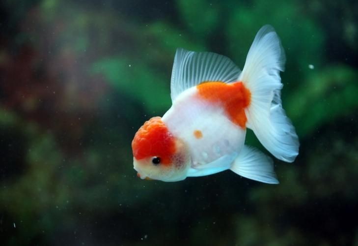 紅頭獅魚圖片