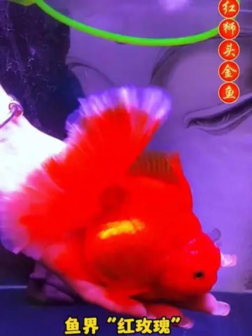 紅頭獅魚圖片