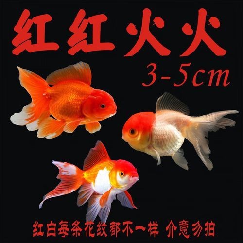 紅頭獅魚圖片