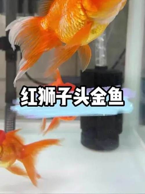 紅頭獅魚圖片
