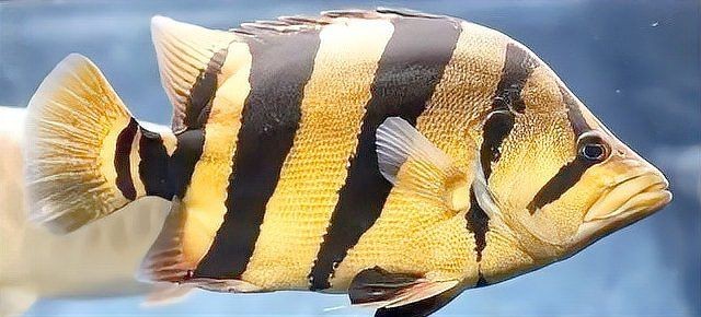 虎魚種類大全名單