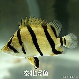 虎魚種類大全名單