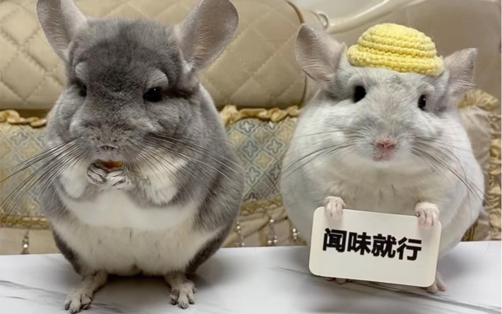 如何預防龍貓傳播疾病給人類？