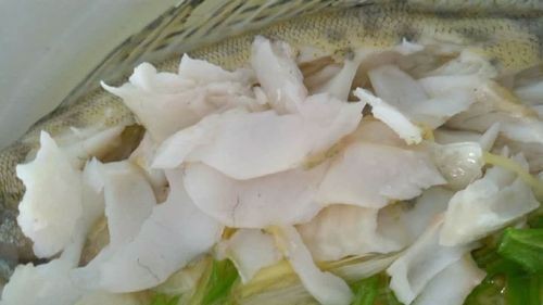 天山雪龍魚是什么魚類圖片