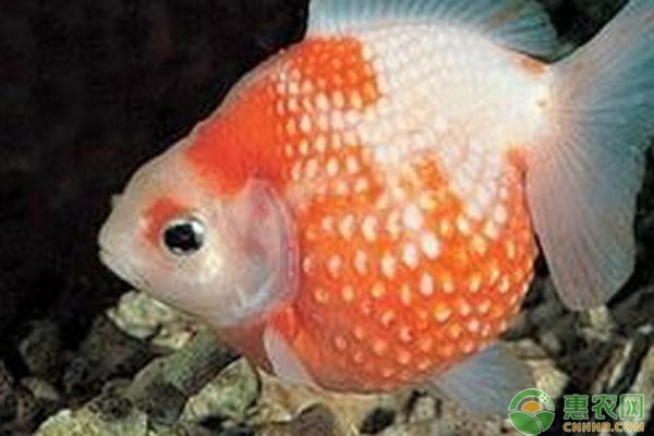 十大最好養的金魚排名
