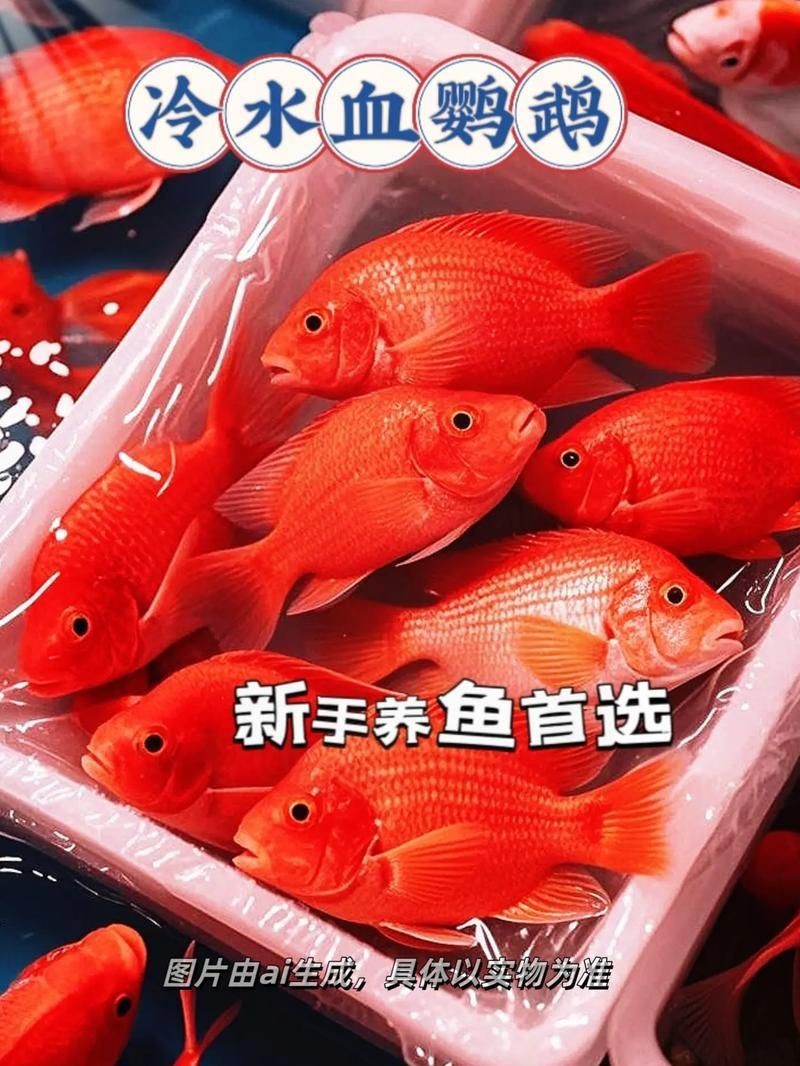 紅財神魚圖片及養(yǎng)殖方法 龍魚論壇 第5張 紅財神魚圖片及養(yǎng)殖方法 紅財神魚圖片及養(yǎng)殖方法 龍魚論壇 第5張