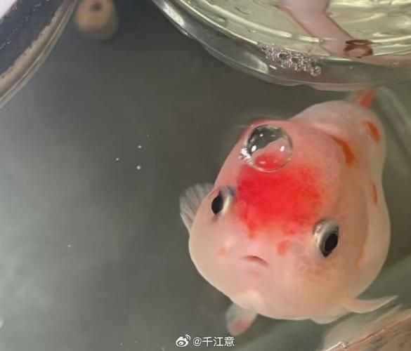 紅財神魚圖片及養(yǎng)殖方法 龍魚論壇 第17張 紅財神魚圖片及養(yǎng)殖方法 紅財神魚圖片及養(yǎng)殖方法 龍魚論壇 第17張