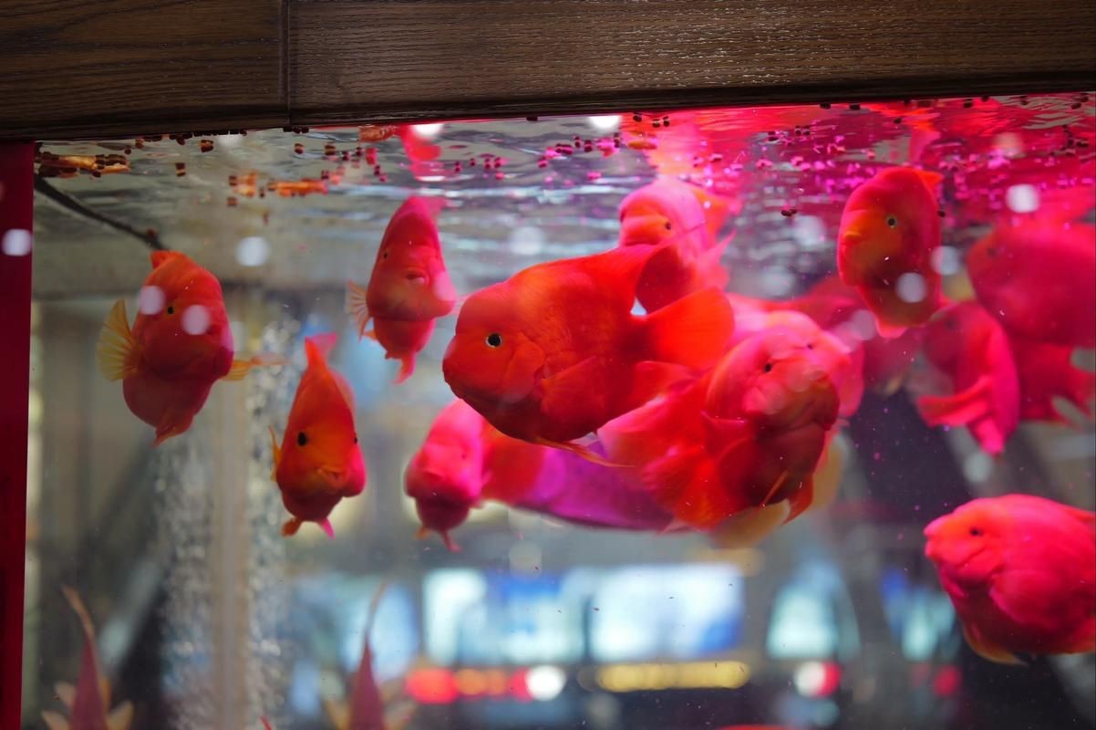 紅財神魚圖片及養(yǎng)殖方法 龍魚論壇 第16張 紅財神魚圖片及養(yǎng)殖方法 紅財神魚圖片及養(yǎng)殖方法 龍魚論壇 第16張