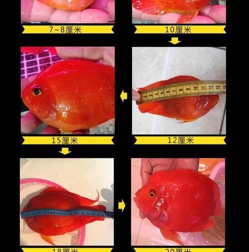 紅財神魚圖片及養(yǎng)殖方法 龍魚論壇 第18張 紅財神魚圖片及養(yǎng)殖方法 紅財神魚圖片及養(yǎng)殖方法 龍魚論壇 第18張