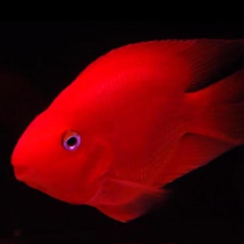 紅財神魚圖片及養(yǎng)殖方法 龍魚論壇 第22張 紅財神魚圖片及養(yǎng)殖方法 紅財神魚圖片及養(yǎng)殖方法 龍魚論壇 第22張
