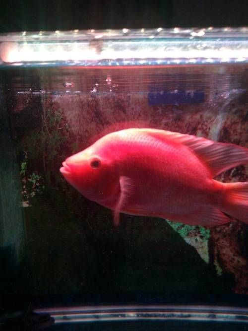 紅財神魚圖片及養(yǎng)殖方法 龍魚論壇 第25張 紅財神魚圖片及養(yǎng)殖方法 紅財神魚圖片及養(yǎng)殖方法 龍魚論壇 第25張