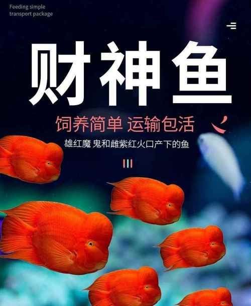 紅財神魚圖片及養(yǎng)殖方法 龍魚論壇 第26張 紅財神魚圖片及養(yǎng)殖方法 紅財神魚圖片及養(yǎng)殖方法 龍魚論壇 第26張
