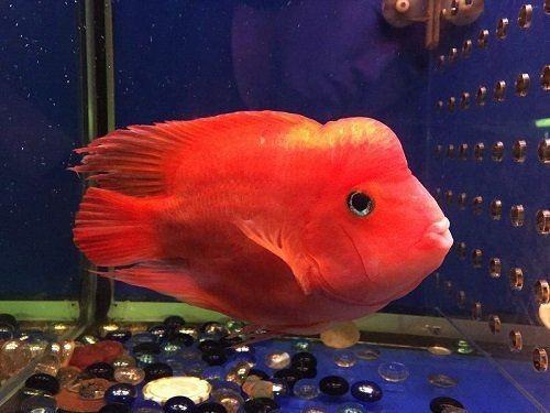 紅財神魚圖片及養(yǎng)殖方法 龍魚論壇 第28張 紅財神魚圖片及養(yǎng)殖方法 紅財神魚圖片及養(yǎng)殖方法 龍魚論壇 第28張