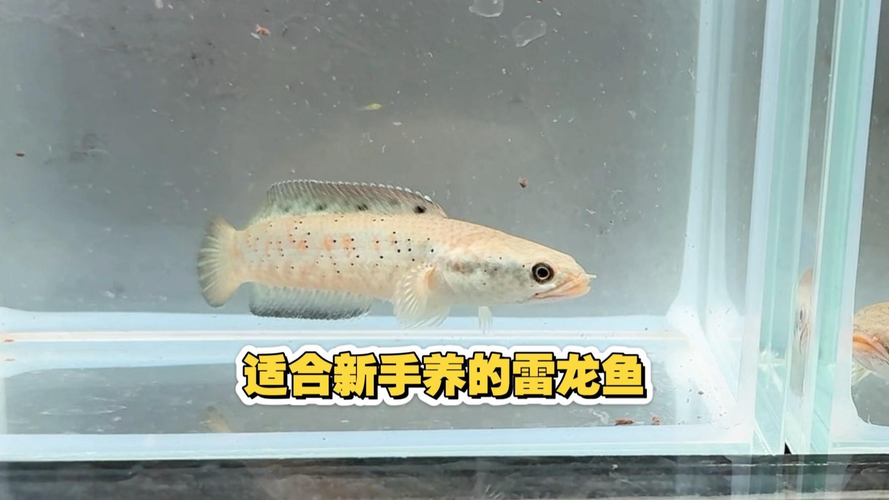 推薦一些適合新手的龍魚(yú)品種