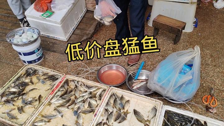 青龍魚300元能買到嗎