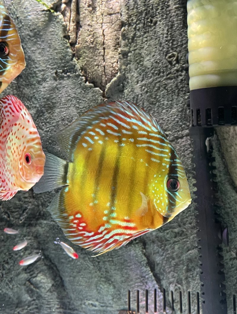 古典龍魚用什么燈