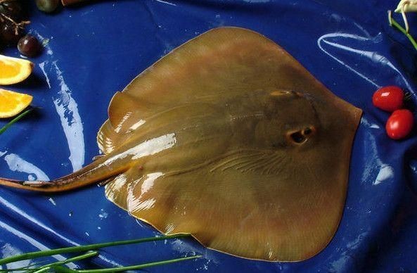 韓國鰩魚生魚片 韓國鰩魚生魚片 龍魚論壇 第15張
