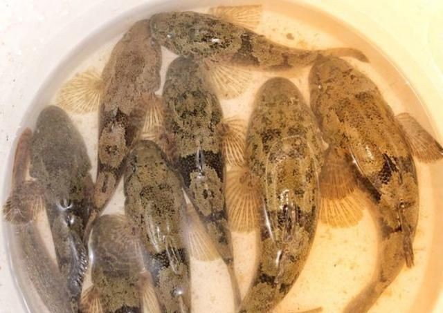 虎頭鯊多少錢一斤