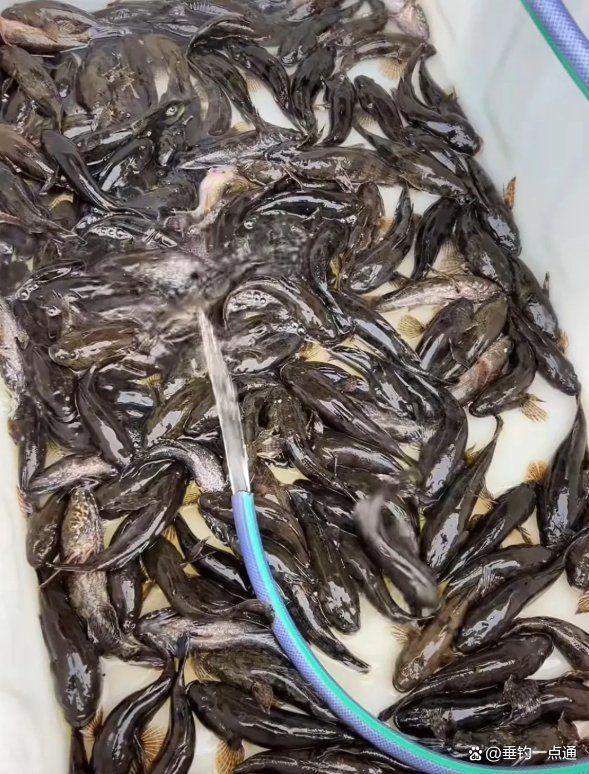 虎頭鯊多少錢一斤