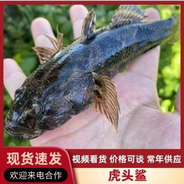 虎頭鯊多少錢一斤