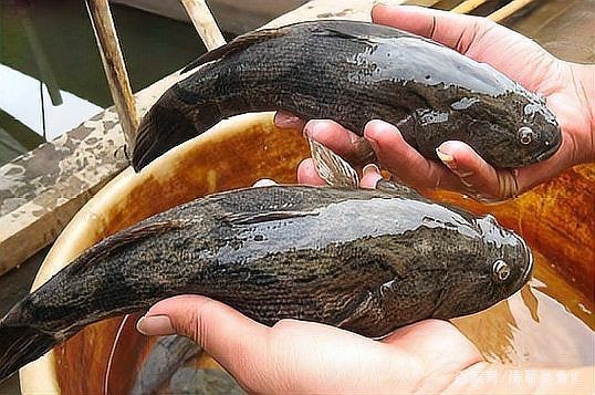 虎頭鯊多少錢一斤