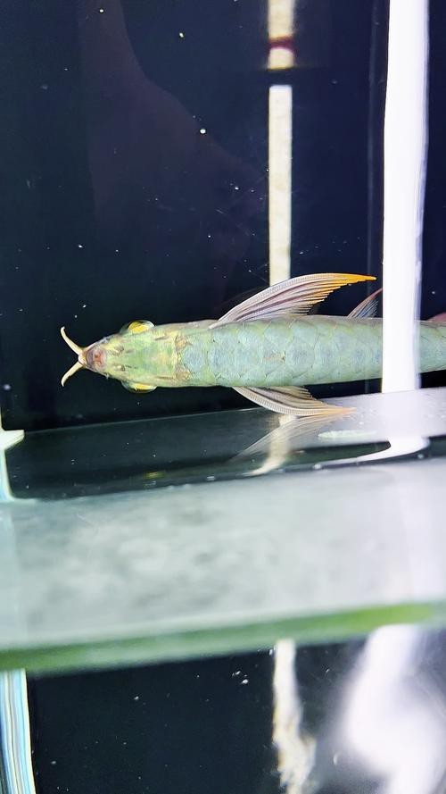 水龍魚(yú)圖片大全欣賞視頻