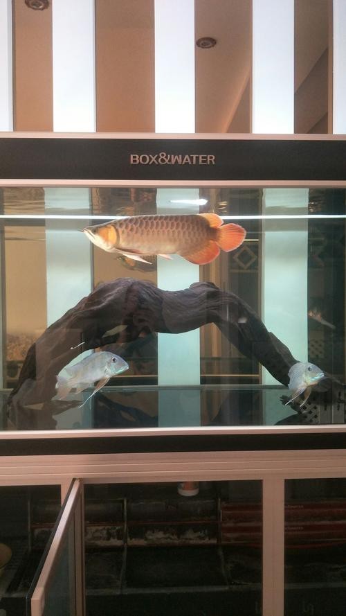 給我一些龍魚魚缸擺放的實例圖片