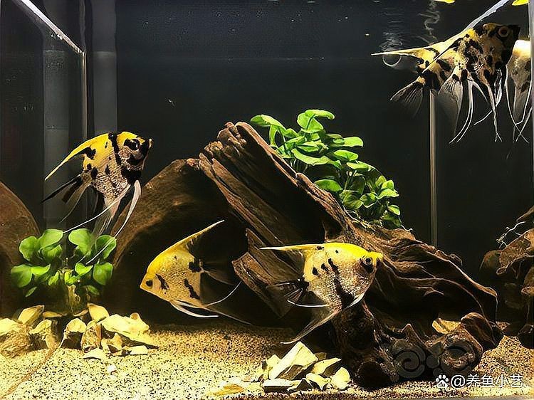給我一些龍魚魚缸擺放的實例圖片