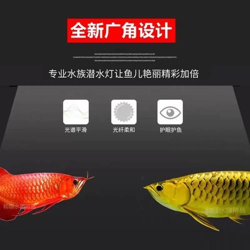 高背金龍魚發(fā)色技巧