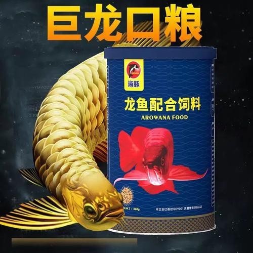 高背金龍魚發(fā)色技巧