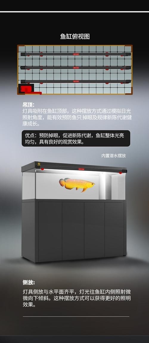 高背金龍魚發(fā)色技巧