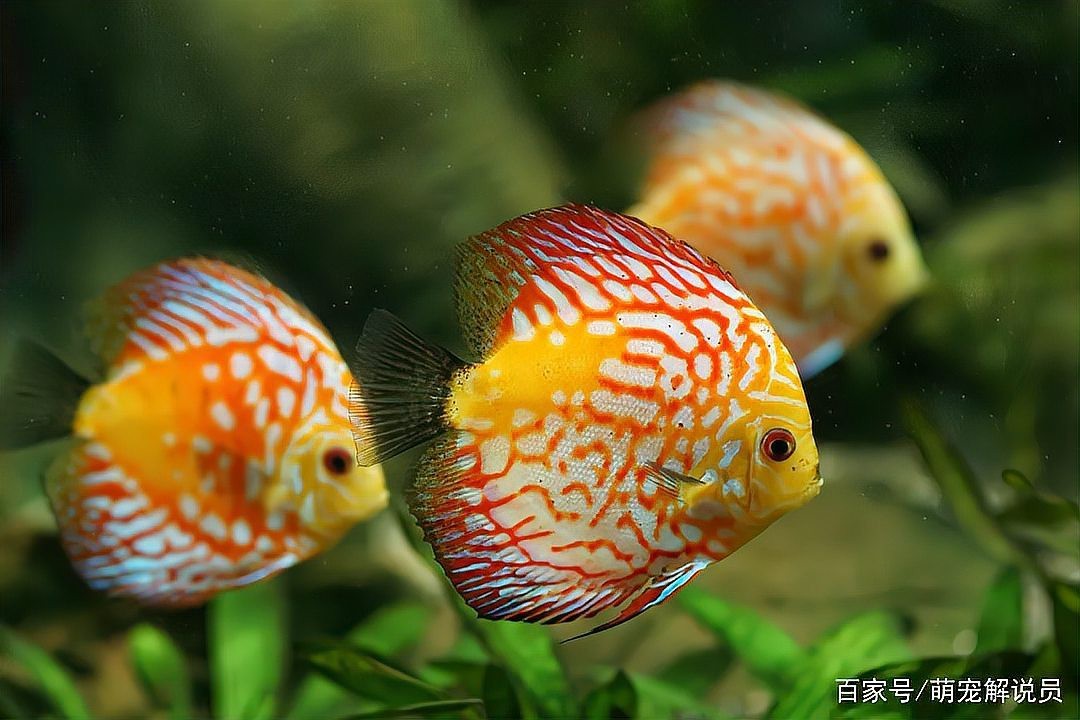壽命最長的觀賞魚