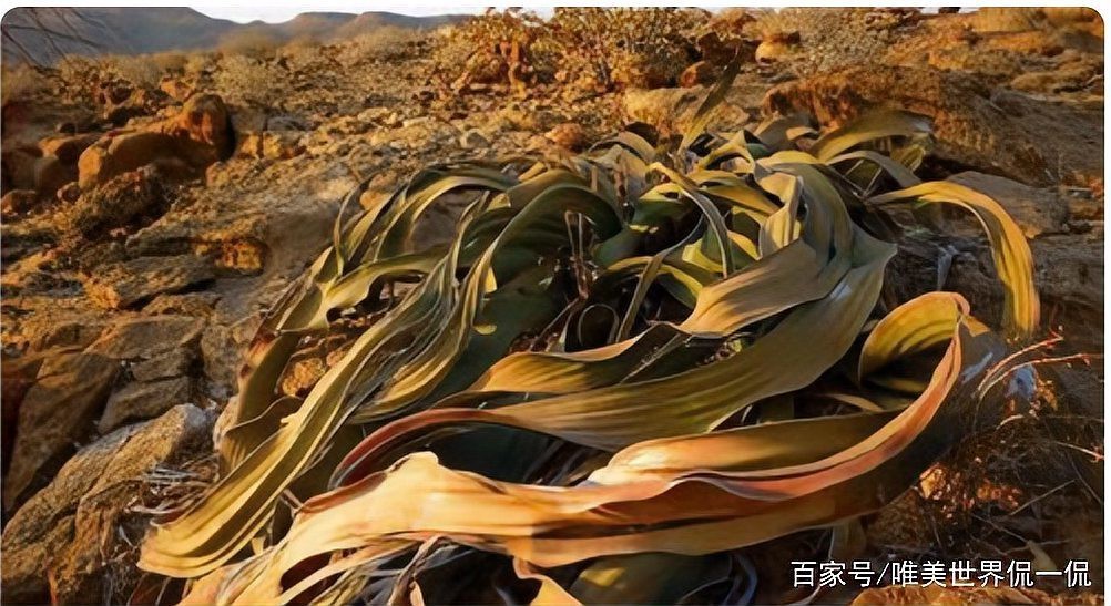壽命最長的觀賞魚