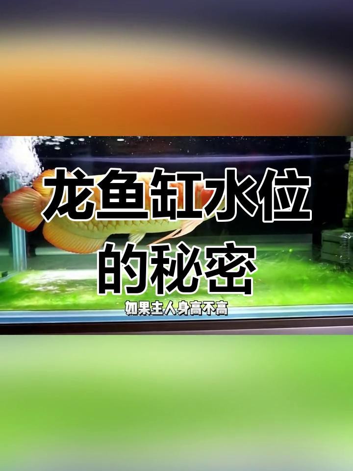 龍魚缸需要二段水位嗎？