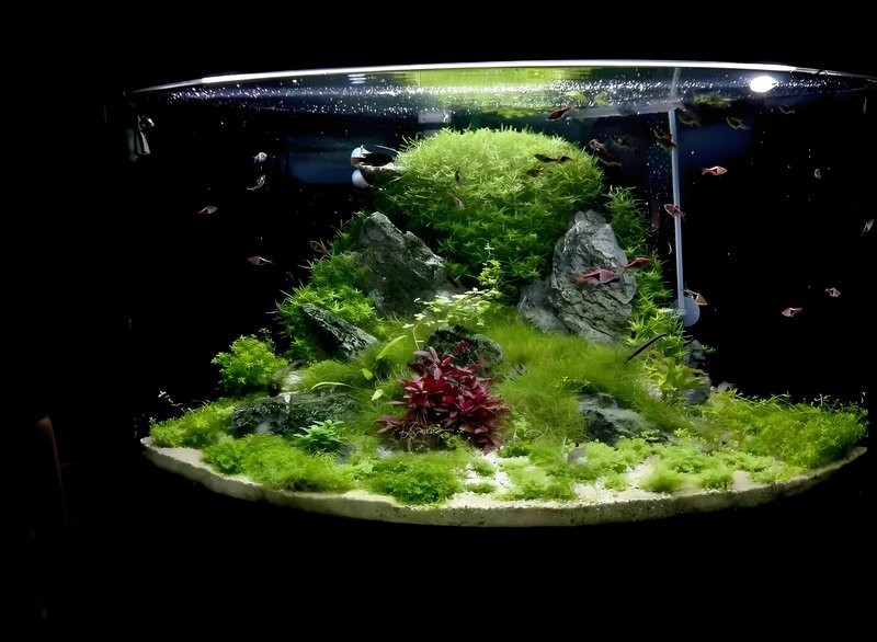 龍魚缸需要二段水位嗎？