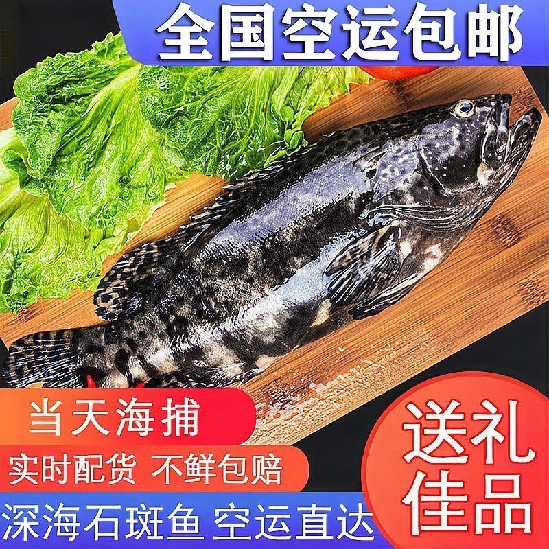 十大最貴的石斑魚